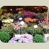 080622_Amsterdam_FlowerMarket012